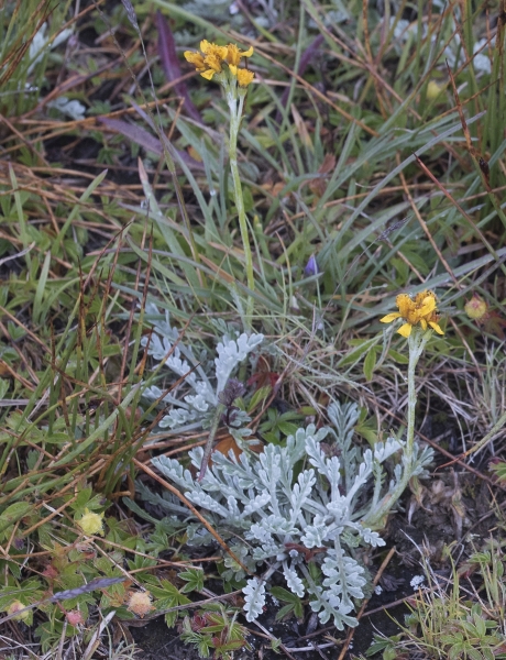 Pflanzenbild gross Graues Greiskraut - Senecio incanus