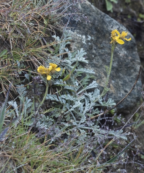 Pflanzenbild gross Graues Greiskraut - Senecio incanus