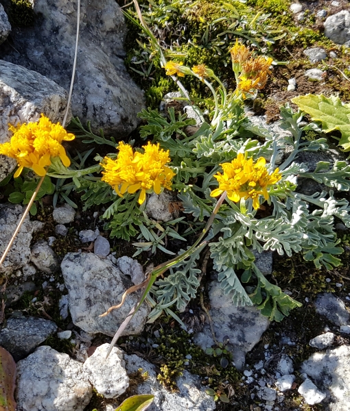 Pflanzenbild gross Graues Greiskraut - Senecio incanus