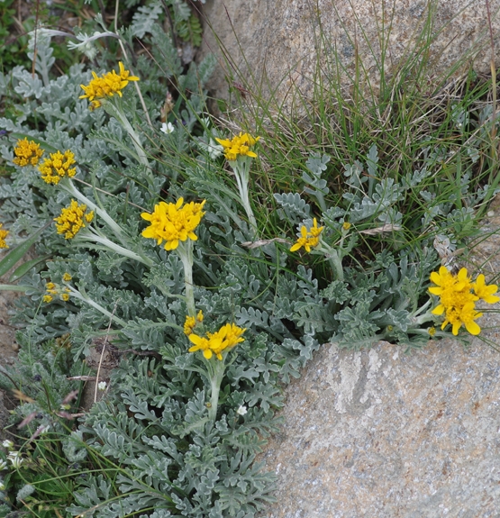 Pflanzenbild gross Graues Greiskraut - Senecio incanus