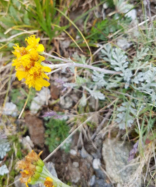 Pflanzenbild gross Graues Greiskraut - Senecio incanus