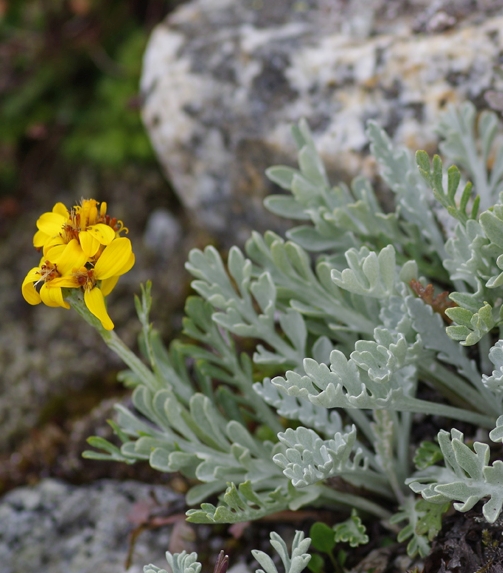 Pflanzenbild gross Graues Greiskraut - Senecio incanus