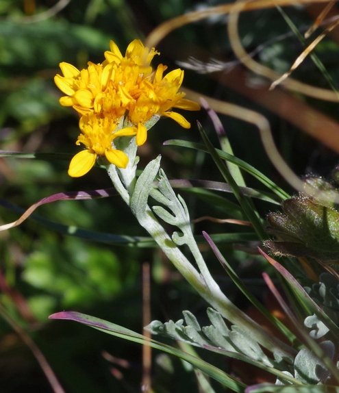 Pflanzenbild gross Graues Greiskraut - Senecio incanus