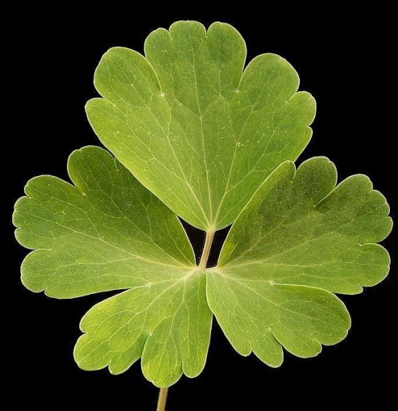 Pflanzenbild gross Gemeine Akelei - Aquilegia vulgaris