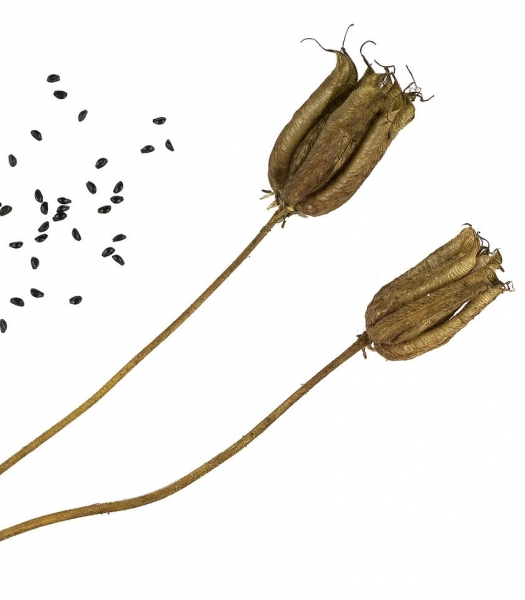 Pflanzenbild gross Gemeine Akelei - Aquilegia vulgaris