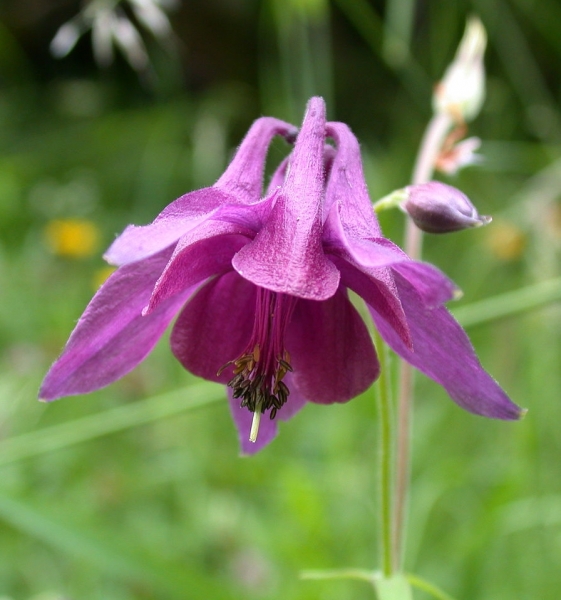Pflanzenbild gross Dunkle Akelei - Aquilegia atrata