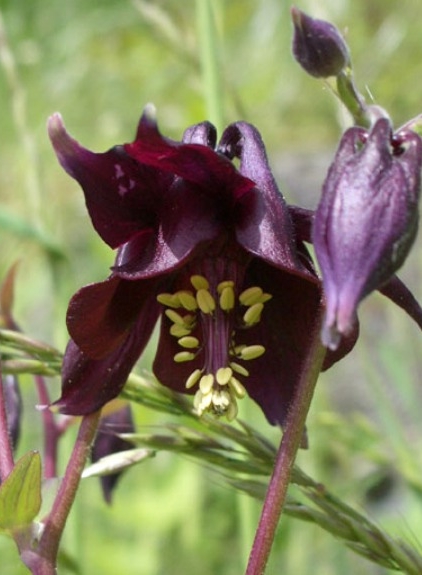 Pflanzenbild gross Dunkle Akelei - Aquilegia atrata