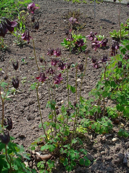 Pflanzenbild gross Dunkle Akelei - Aquilegia atrata