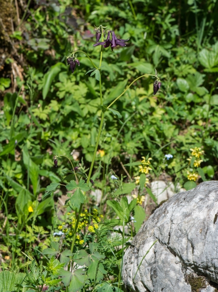 Pflanzenbild gross Dunkle Akelei - Aquilegia atrata