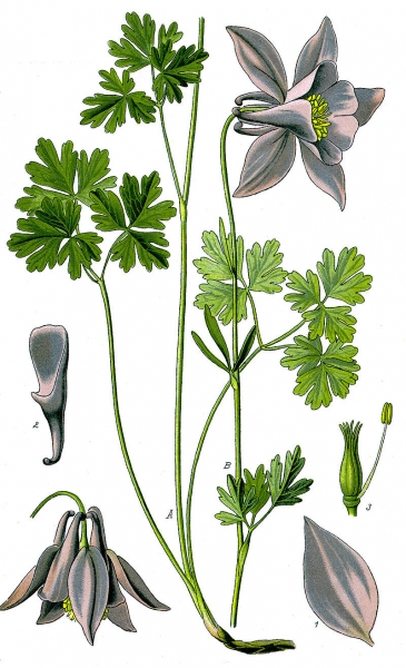 Pflanzenbild gross Alpen-Akelei - Aquilegia alpina