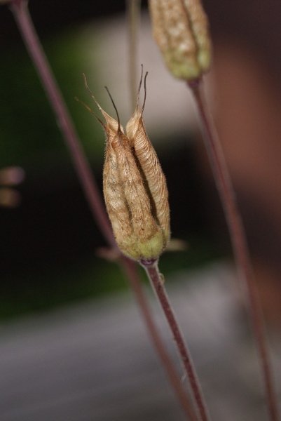 Pflanzenbild gross Alpen-Akelei - Aquilegia alpina