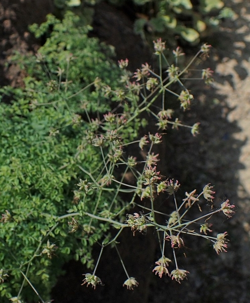 Pflanzenbild gross Stinkende Wiesenraute - Thalictrum foetidum