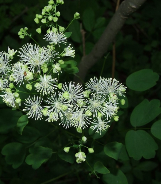 Pflanzenbild gross Gelbe Wiesenraute - Thalictrum flavum