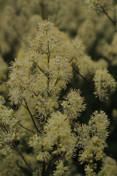 Pflanzenbild gross Gelbe Wiesenraute - Thalictrum flavum