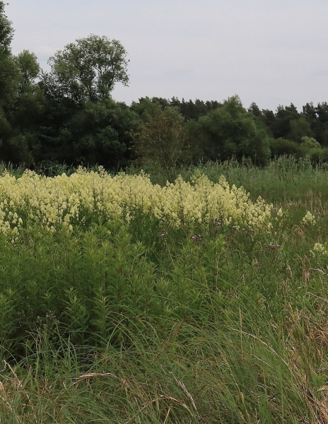 Pflanzenbild gross Gelbe Wiesenraute - Thalictrum flavum