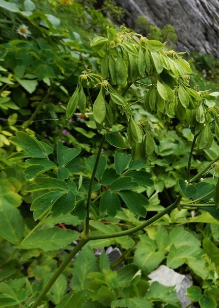 Pflanzenbild gross Akeleiblättrige Wiesenraute - Thalictrum aquilegiifolium
