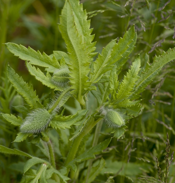 Pflanzenbild gross Klatsch-Mohn - Papaver rhoeas