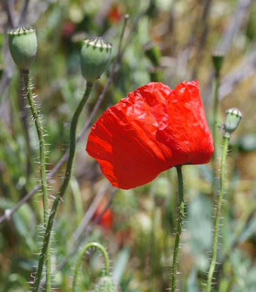 Pflanzenbild gross Klatsch-Mohn - Papaver rhoeas