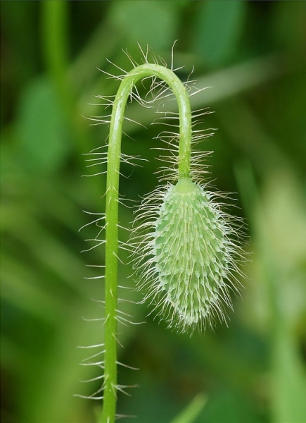 Pflanzenbild gross Klatsch-Mohn - Papaver rhoeas