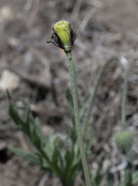 Pflanzenbild gross Saat-Mohn - Papaver dubium