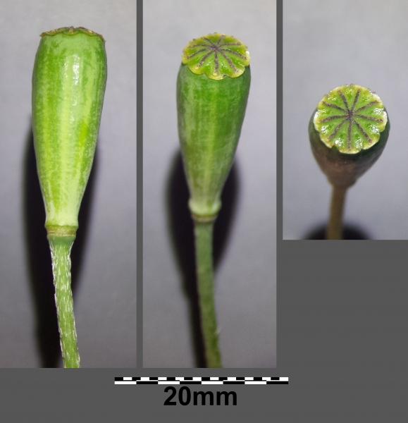 Pflanzenbild gross Saat-Mohn - Papaver dubium