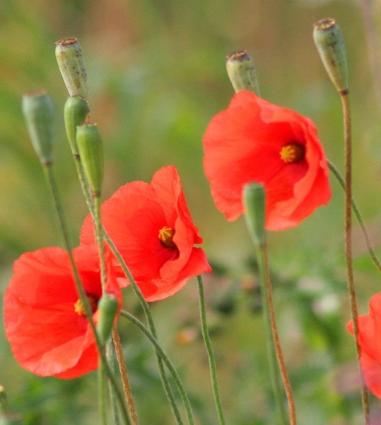 Pflanzenbild gross Saat-Mohn - Papaver dubium