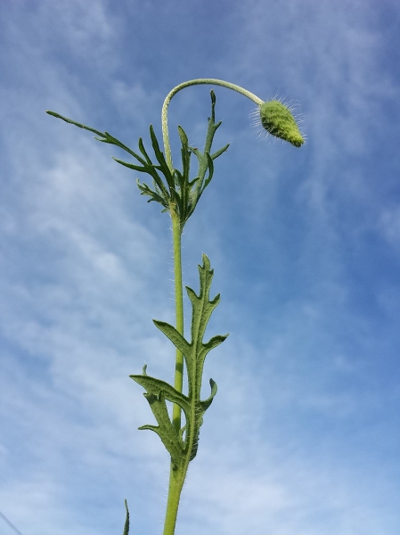 Pflanzenbild gross Saat-Mohn - Papaver dubium