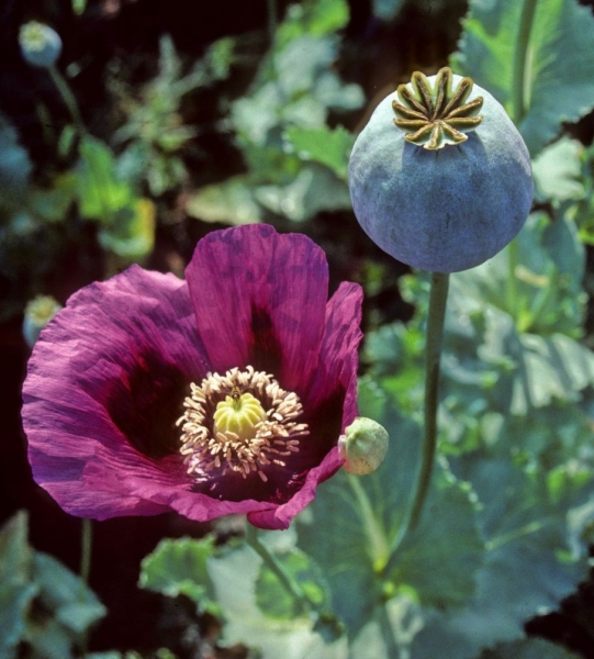 Pflanzenbild gross Schlaf-Mohn - Papaver somniferum