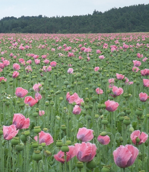 Pflanzenbild gross Schlaf-Mohn - Papaver somniferum