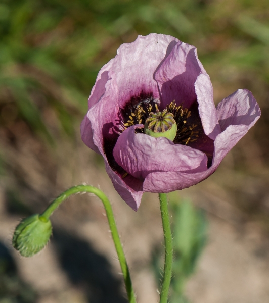 Pflanzenbild gross Schlaf-Mohn - Papaver somniferum