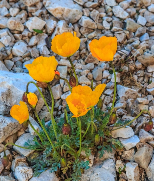Pflanzenbild gross Rätischer Alpen-Mohn - Papaver aurantiacum