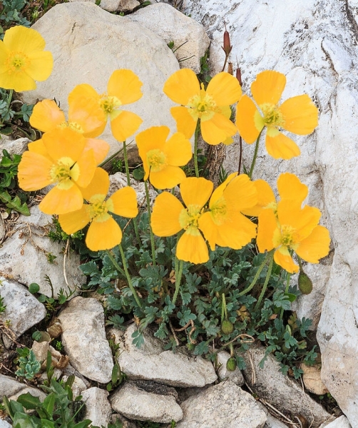 Pflanzenbild gross Rätischer Alpen-Mohn - Papaver aurantiacum