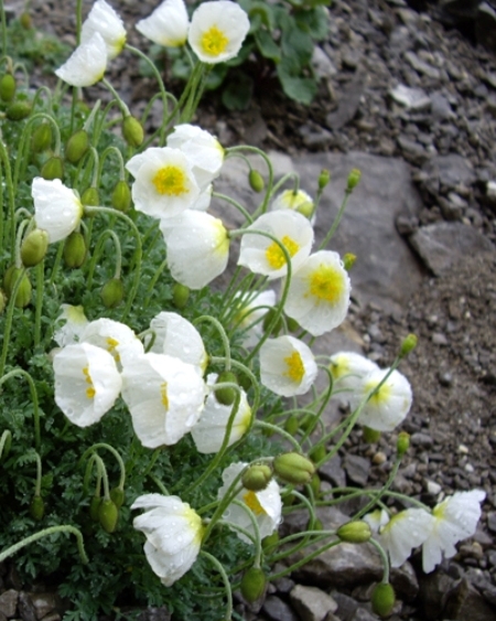 Pflanzenbild gross Sendtners Alpen-Mohn - Papaver sendtneri