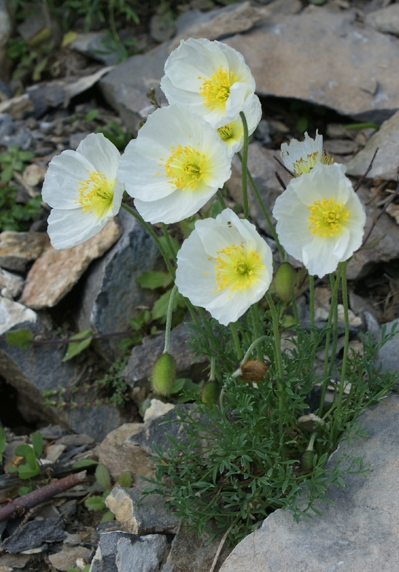 Pflanzenbild gross Sendtners Alpen-Mohn - Papaver sendtneri