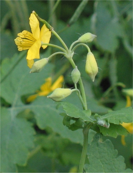 Pflanzenbild gross Schöllkraut - Chelidonium majus