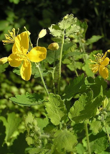 Pflanzenbild gross Schöllkraut - Chelidonium majus