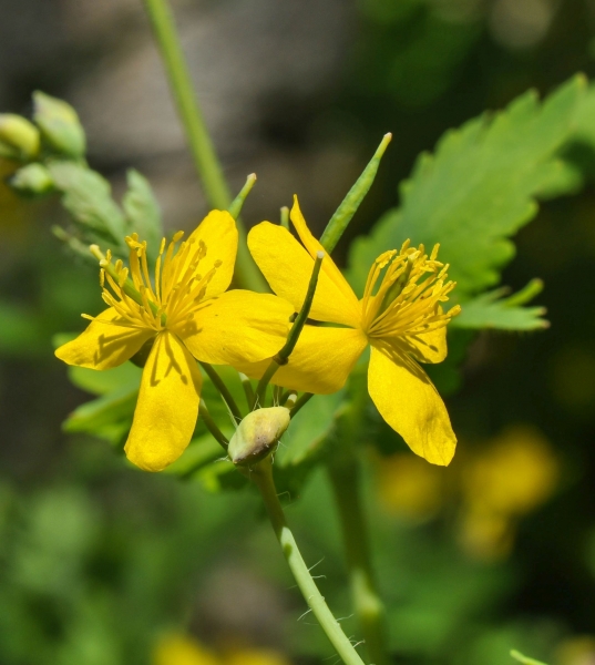 Pflanzenbild gross Schöllkraut - Chelidonium majus