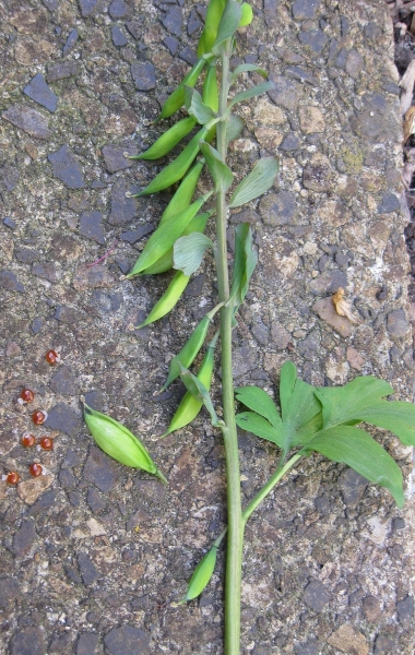 Pflanzenbild gross Hohlknolliger Lerchensporn - Corydalis cava