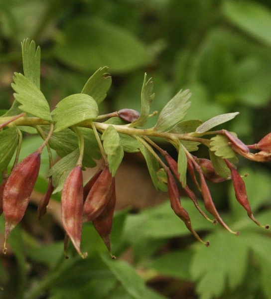 Pflanzenbild gross Festknolliger Lerchensporn - Corydalis solida