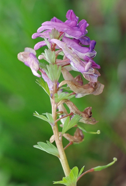 Pflanzenbild gross Festknolliger Lerchensporn - Corydalis solida