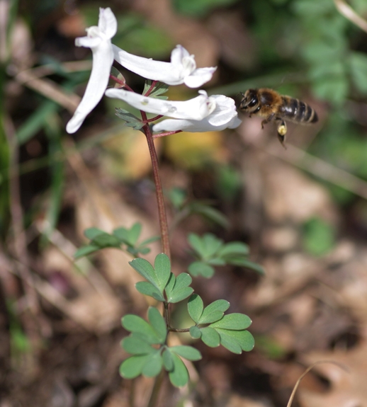 Pflanzenbild gross Festknolliger Lerchensporn - Corydalis solida