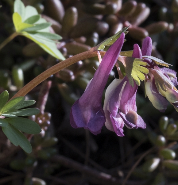 Pflanzenbild gross Festknolliger Lerchensporn - Corydalis solida