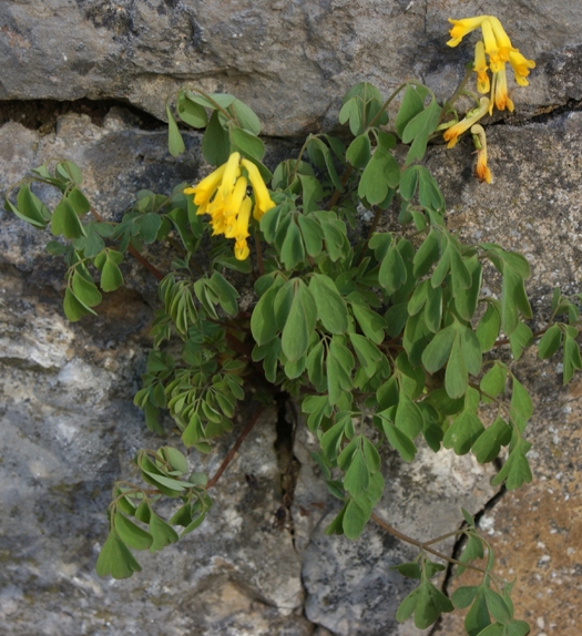 Pflanzenbild gross Gelber Lerchensporn - Corydalis lutea