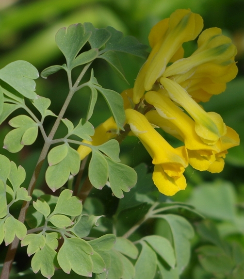 Pflanzenbild gross Gelber Lerchensporn - Corydalis lutea