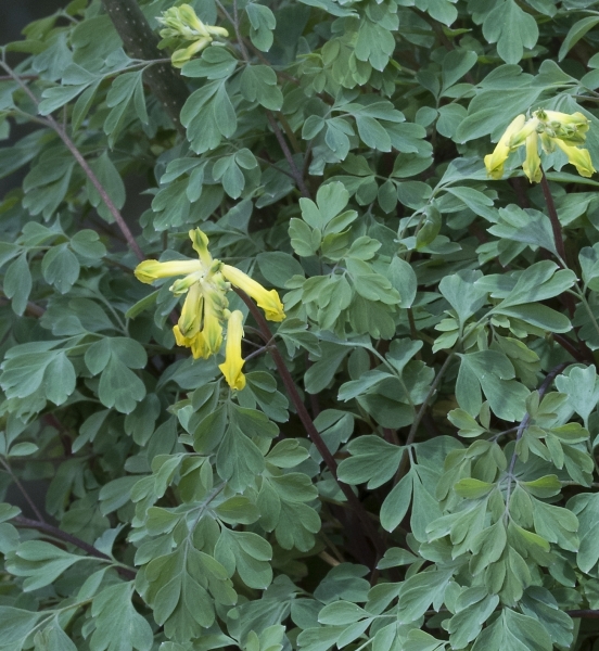 Pflanzenbild gross Gelber Lerchensporn - Corydalis lutea