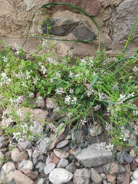Pflanzenbild gross Klimmender Erdrauch - Fumaria capreolata