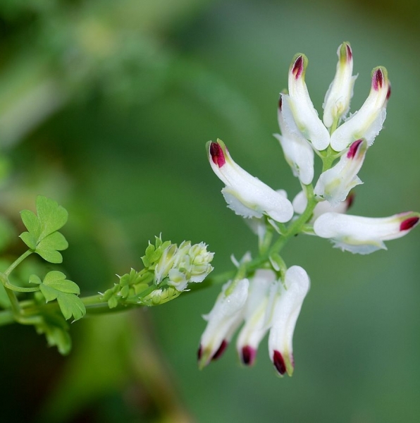 Pflanzenbild gross Klimmender Erdrauch - Fumaria capreolata