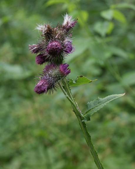 Pflanzenbild gross Kletten-Distel - Carduus personata