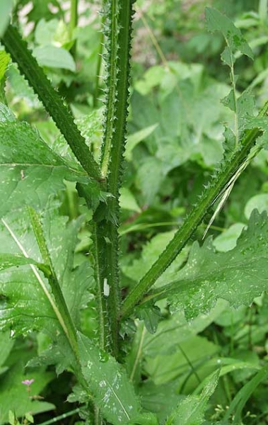 Pflanzenbild gross Kletten-Distel - Carduus personata