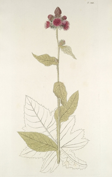 Pflanzenbild gross Kletten-Distel - Carduus personata